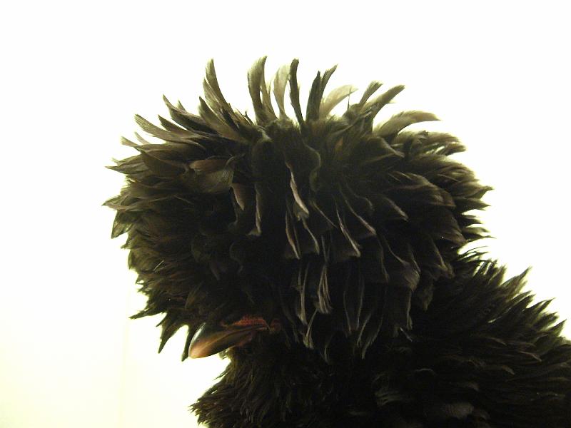 Munster 2009 079.jpg - Zwerg Paduaner schwarz gestruppt von Norbert Neimeyer